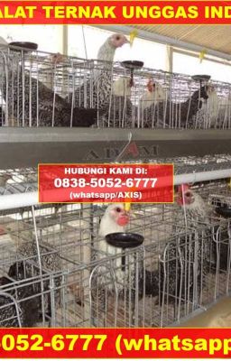 0838-5052-6777 (WA), Pabrik Kandang Ayam Baterai Kota Payakumbuh