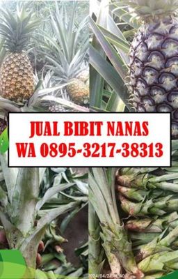 0895-3217-38313 (WA), Supplier Bibit Nanas Kepulauan Seribu