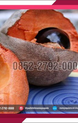 +62 852-2792-0000 | Harga Bibit Buah Mamey Sapote