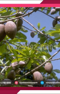 Read Stories +62 852-2792-0000 | Harga Bibit Sawo Mamey Sapote - TeenFic.Net