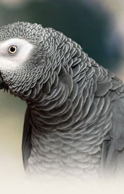 African Grey For Sale Near Me