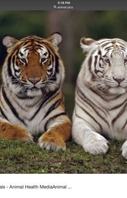 Albino Animals