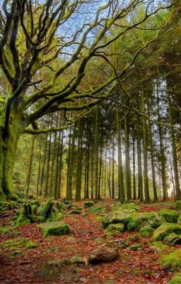 Amor en el bosque de San Lucas