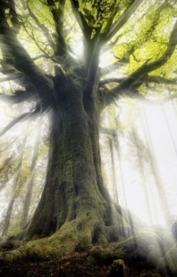 Au cœur de l'ombre de l'absence