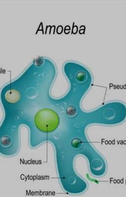 Biology Diagrams (Tuition) 