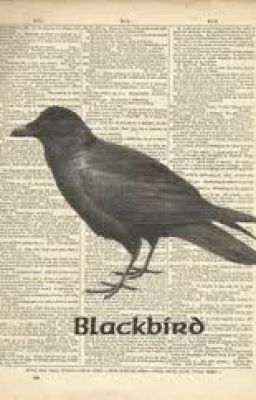 Blackbirds & Books