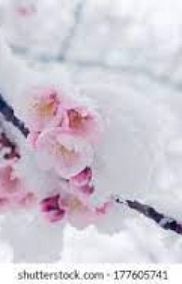 Blossoms in the snow