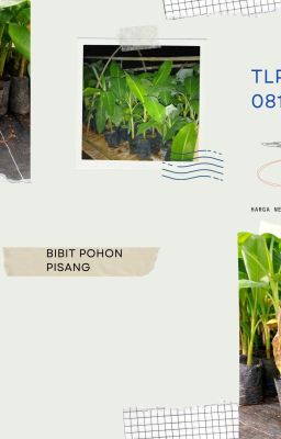 CALL/WA +62 822-5714-3726, Jual Grosir Bibit Pisang Kultur Jaringan Bandung