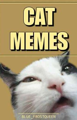 Cat Memes