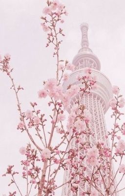 cherry blossom | yaoi