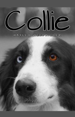 Collie