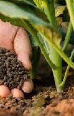 Colorado Man Benedict T Palen Jr - Things To Consider While Applying Fertilizer