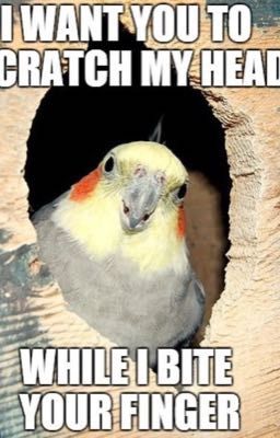 Crazy Birb memes