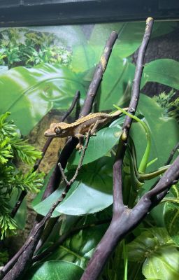 Crested Gecko Care