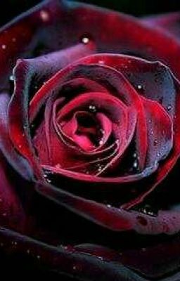 Crimson Roses