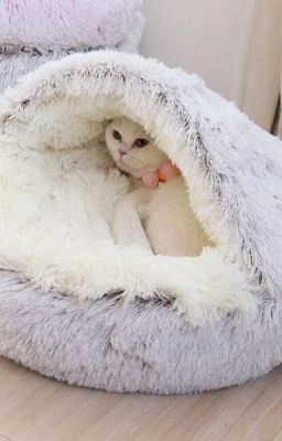 Faux Fur Calming Cat Bed