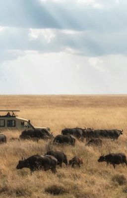 From Rwanda Gorillas to Tanzania Wildlife Safari