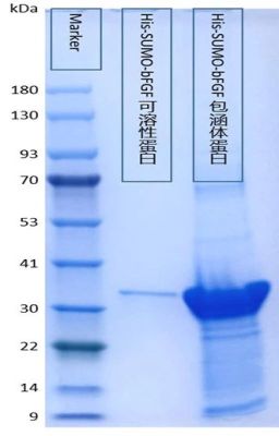 Growth Factor Proteins