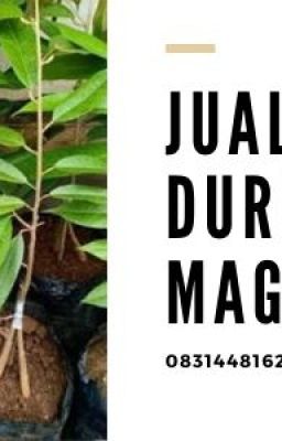 Jual Bibit Durian Musang king Wedung Demak Magelang| 0831-4481-6234
