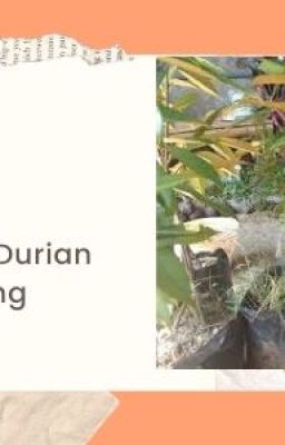 Jual Bibit Durian Musangking Cilacap Utara Cilacap |0831-4481-6234