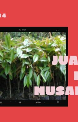 Jual Bibit Durian Musangking Purwokerto Utara Banyumas | 0831-4481-6234
