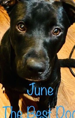 June Gets Dognapped (Book 2)