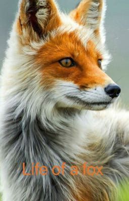 |[•]|Life Of A Fox|[•]|
