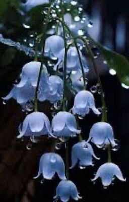 Lily of the valley 