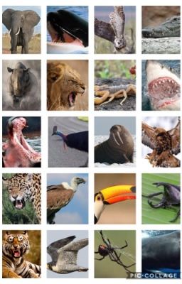 Modern Animal Conflict: Who Would Win?