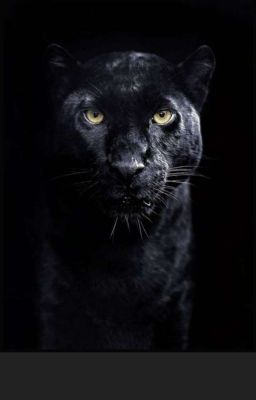Panther Twilight (mxm)