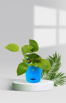 Pothos Money Plant with Pot