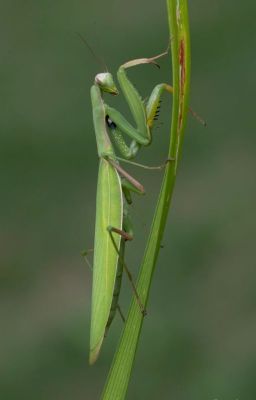 Praying Mantis