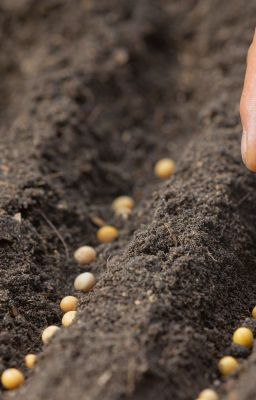 Retos y esperanzas en la sostenibilidad de semillas
