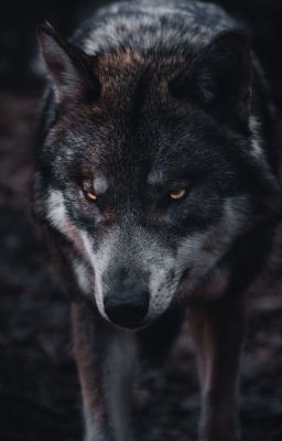 Revenge of the White Wolves || OPEN Wolf RP ||