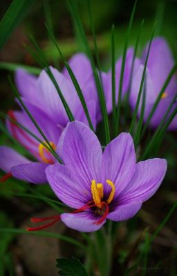 Saffron Love