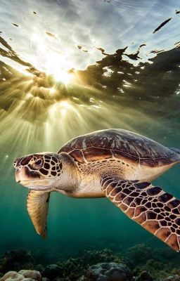 Save our marine animals