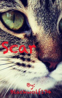 Scar (Tigerstar x Reader)