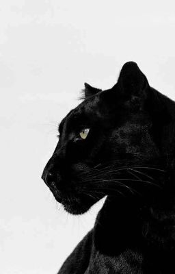 Spirit of the Panther (House of Hades/Frank Zhang Fanfic)