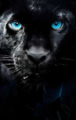 The black tiger with blue eyes