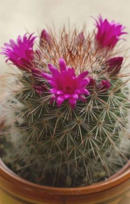 The Cactus and The Girl