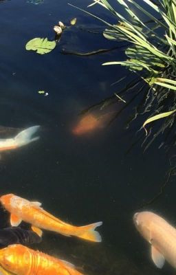 The Koi Fish Pond