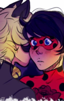 The Ladybug & The Black Cat