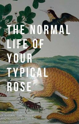 Read Stories The Normal Life of Your Typical Rose - TeenFic.Net