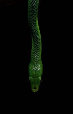 the phyco slytherin 