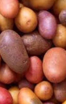 Read Stories The Potato Pair - TeenFic.Net