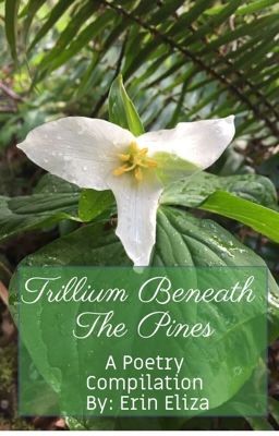 Trillium Beneath the Pines: An Original Poetry Compilation