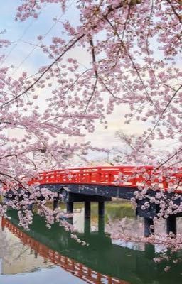 Under the Sakura Tree