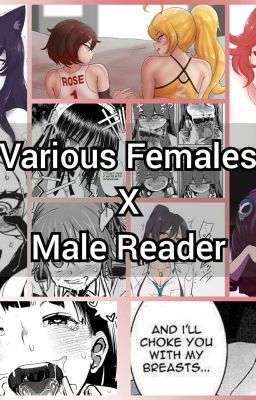 Various Females x Male Reader