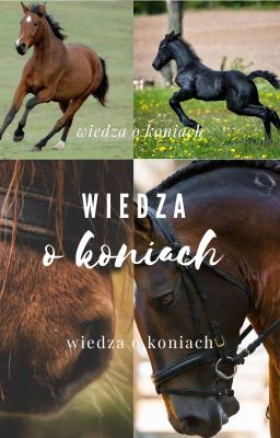 ♡ Wiedza O Koniach ♡