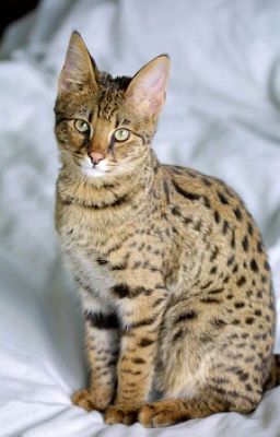 Warrior Cat Name Generator